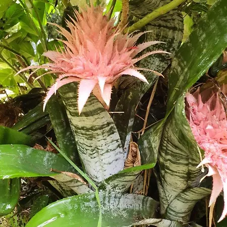 Feriehus Casa Baleia A Vista São Vicente Ferreira